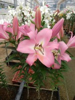 [4610 VZ W05 3021-04 Cathay No01.JPG]